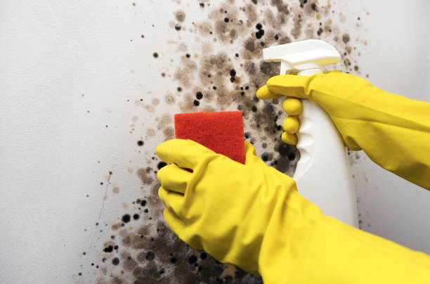Reliable Lumberton, NC Mold Removal Solutions