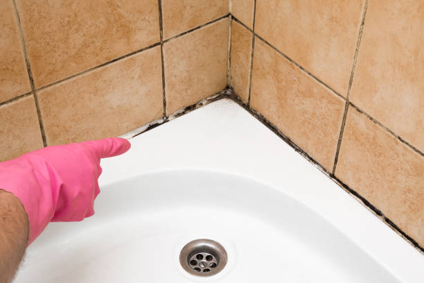 Best Local Mold Removal Service  in Lumberton, NC